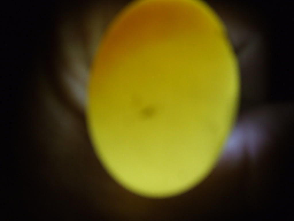 candled eggs PigeonTalk